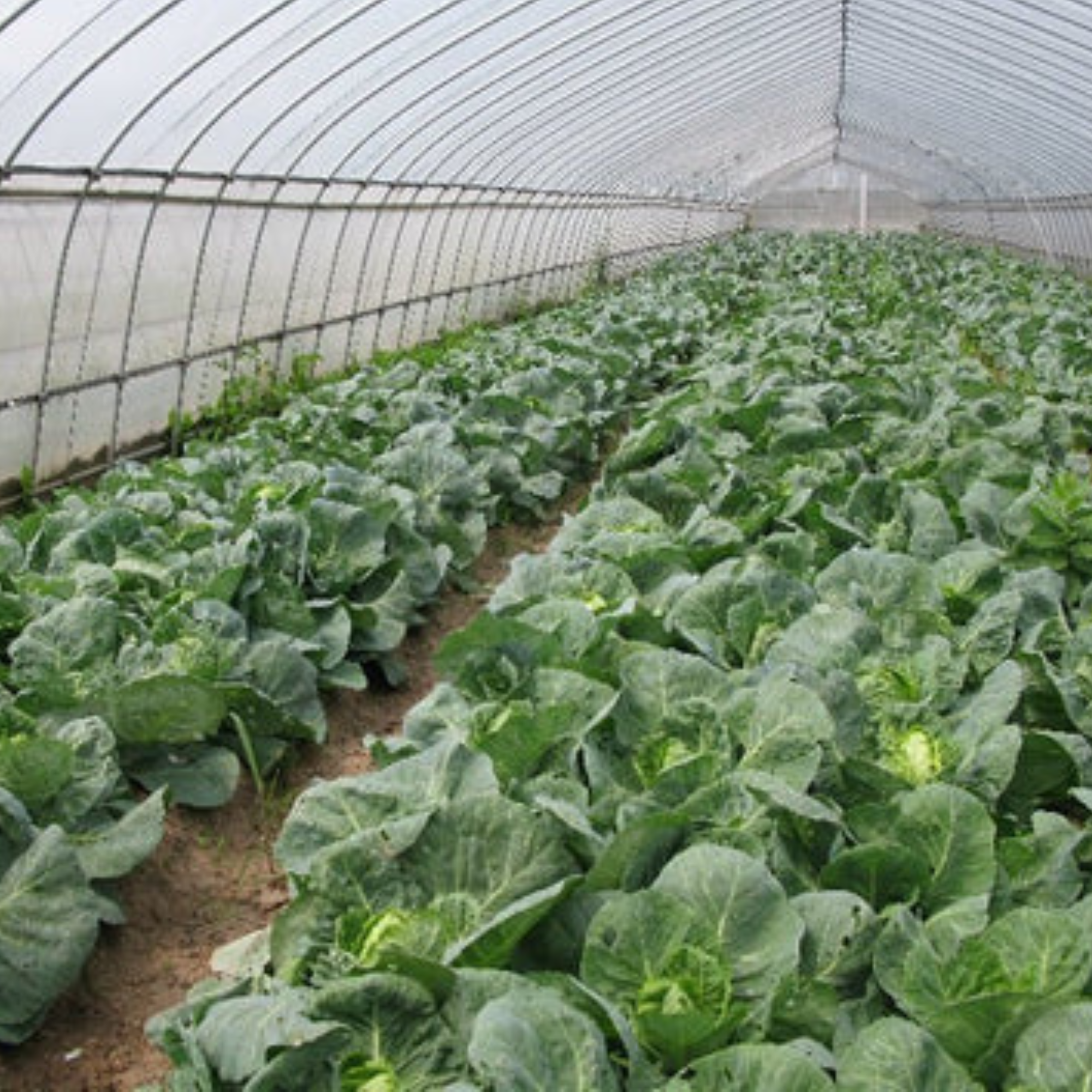 Vegetable Crops & Subsidies